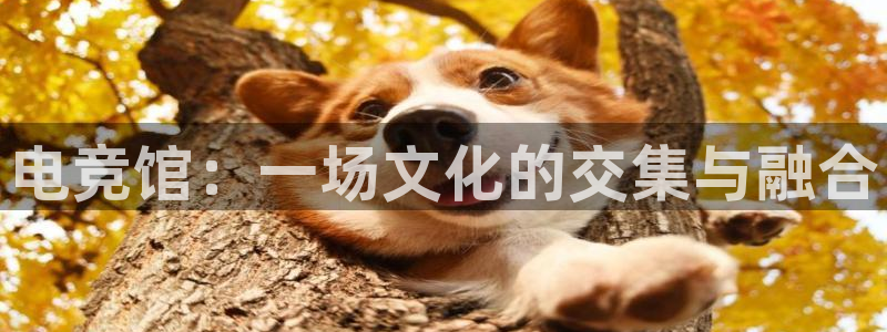 南宫电竞贴吧：电竞馆：一场文化的交集与融合