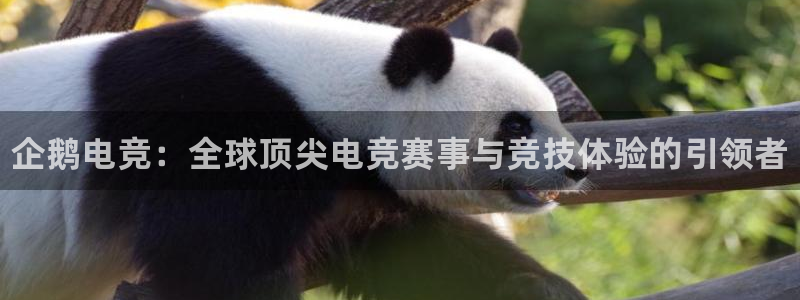 南宫电竞平台：企鹅电竞：全球顶尖电竞赛事与竞技体验的引领者
